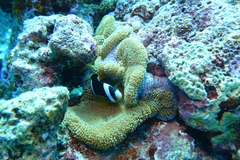 Stichodactyla mertensii