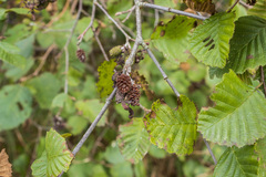 Alnus incana rugosa