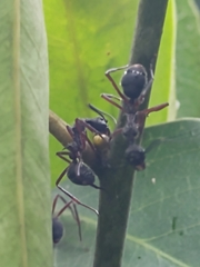 Dolichoderus attelaboides