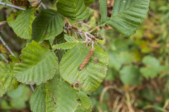 Alnus incana rugosa