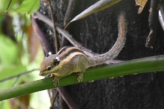Tamiops mcclellandii