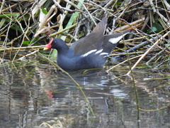 Gallinula chloropus