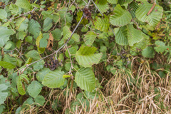 Alnus incana rugosa
