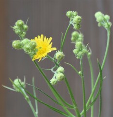 Crepis tectorum