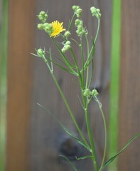 Crepis tectorum