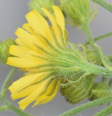 Crepis tectorum