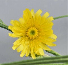Crepis tectorum