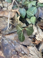 Euonymus fortunei