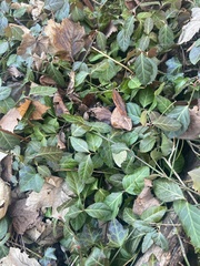 Euonymus fortunei