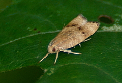 Psilocorsis quercicella