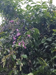 Fridericia