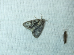 Acronicta strigosa