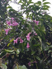 Fridericia