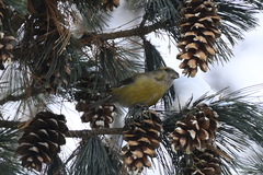 Loxia pytyopsittacus