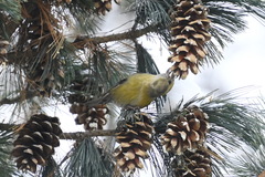 Loxia pytyopsittacus