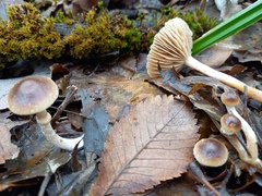 Meottomyces dissimulans