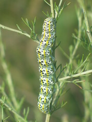 Cucullia tanaceti
