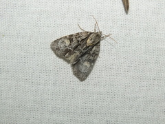 Acronicta strigosa