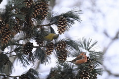 Loxia pytyopsittacus