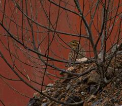 Emberiza
