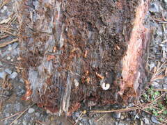 Ips sexdentatus
