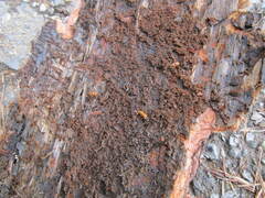 Ips sexdentatus