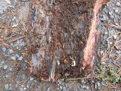 Ips sexdentatus