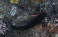 Ophioblennius macclurei