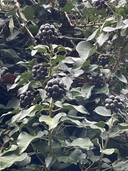 Hedera helix