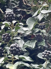 Hedera helix