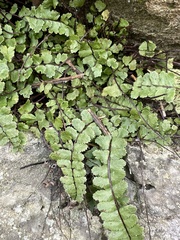 Asplenium trichomanes