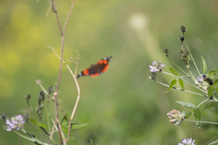 Vanessa vulcania