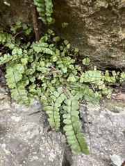 Asplenium trichomanes