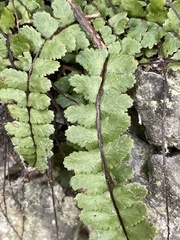 Asplenium trichomanes