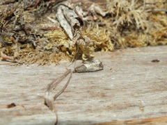 Notocelia incarnatana