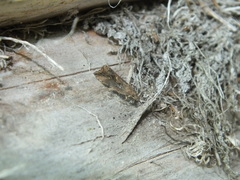 Endothenia quadrimaculana