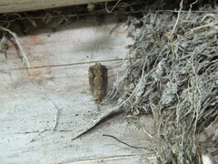 Endothenia quadrimaculana