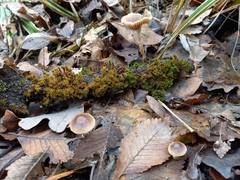 Meottomyces dissimulans