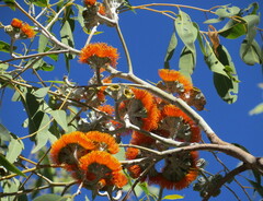 Eucalyptus miniata