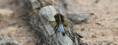 Orthetrum azureum