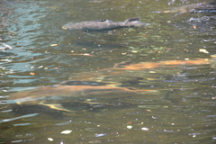 Pangasius sanitwongsei