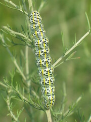 Cucullia tanaceti