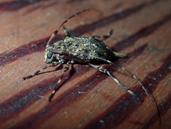Oedopeza ocellator