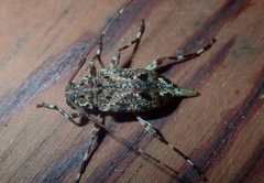 Oedopeza ocellator
