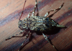 Oedopeza ocellator