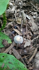 Conocybe apala albipes