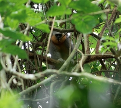 Plecturocebus moloch