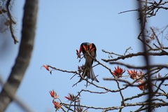Dicrurus caerulescens