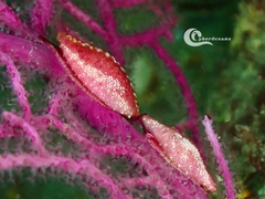 Simnia spelta