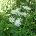 Thalictrum petaloideum - Photo (c) 零摄氏度可乐Sam, some rights reserved (CC BY-NC), uploaded by 零摄氏度可乐Sam
